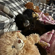 Dejah joined the competition — help win amazing prizes! animal, black_dog, blanket, checkered_pattern, comfort, couch, cozy, cute, dog, fabric, home, indoor, pet, plush, relaxation, sleeping, snuggling, soft_toys, stuffed_toy, teddy_bear