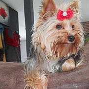 Tennessie participe au concours pour gagner de l'argent avec cette photo : animal, bow, canine, companion, couch, cute, decor, dog, domestic_animal, fur, furniture, house, indoor, living_room, looking_away, mammal, pet, relaxed, small_dog, yorkshire_terrier
