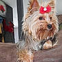 animal, bow, canine, companion, couch, cute, decor, dog, domestic_animal, fur, furniture, house, indoor, living_room, looking_away, mammal, pet, relaxed, small_dog, yorkshire_terrier