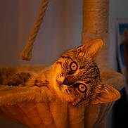 Gaëtan participe au concours pour gagner de l'argent avec cette photo : animal, cat, closeup, cozy, curious_eyes, cute, ears, feline, fur, hammock, indoor, pet, plush, portrait, relaxed, resting, soft, tabby, warm_light, whiskers
