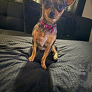 Piper is registered to the contest to win money with this photo: dog, small_dog, indoor, bed, black_bedspread, curtains, couch, pet, animal, ears, collar, fur, looking_at_camera, sitting, domestic, cute, companion, alert, home, canine