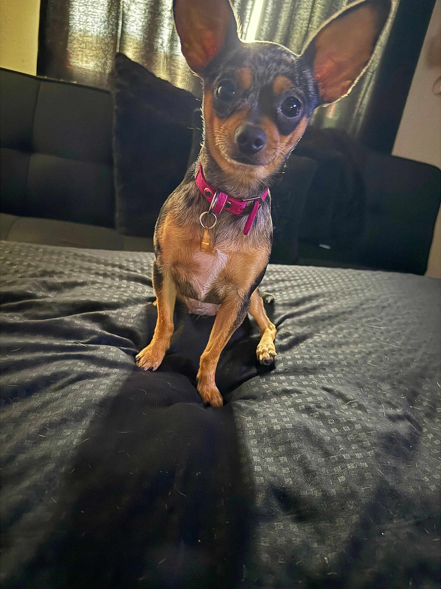 Piper is registered to the contest to win money with this photo: dog, small_dog, indoor, bed, black_bedspread, curtains, couch, pet, animal, ears, collar, fur, looking_at_camera, sitting, domestic, cute, companion, alert, home, canine