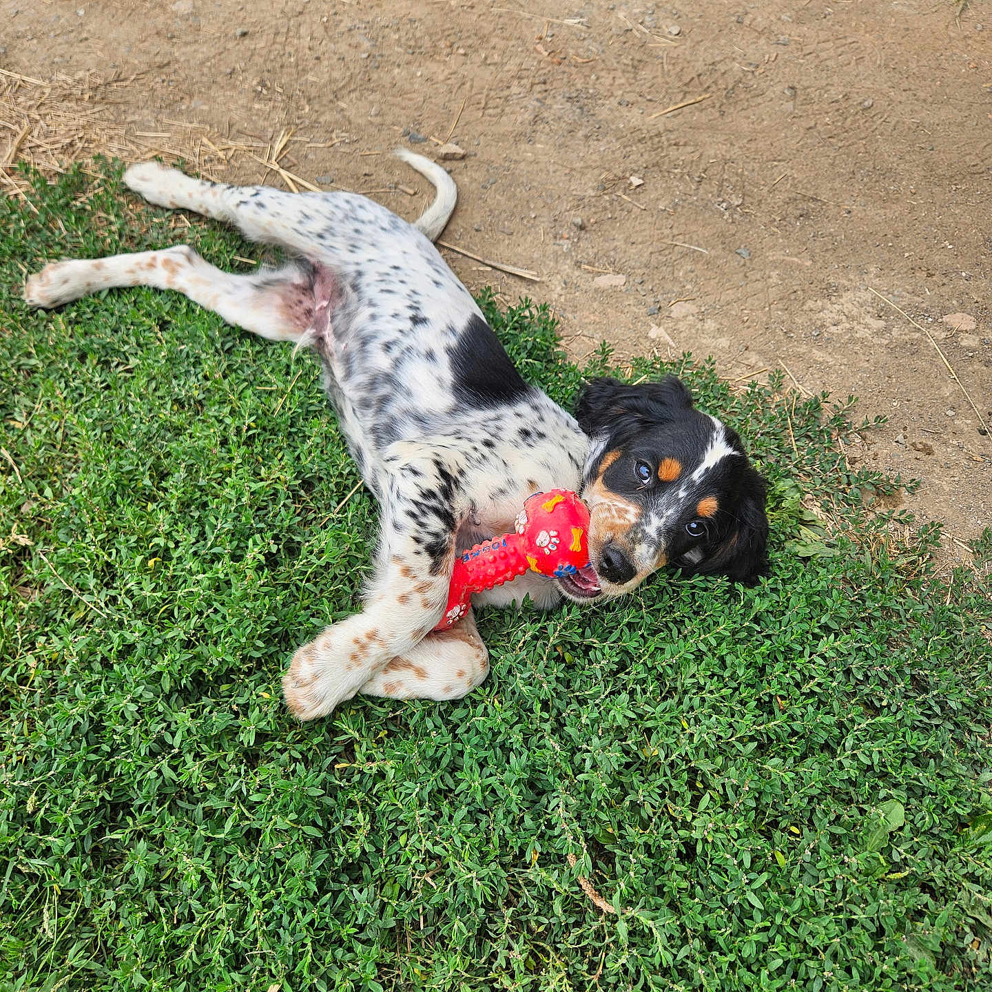 Wolf a rejoint le concours — aidez-le/la à gagner de superbes lots ! accessories, animal, canine, cockerspaniel, dalmatian, dog, field, grass, grassland, hound, lawn, leash, nature, outdoors, pet, plant, pointer, puppy, soil, strap