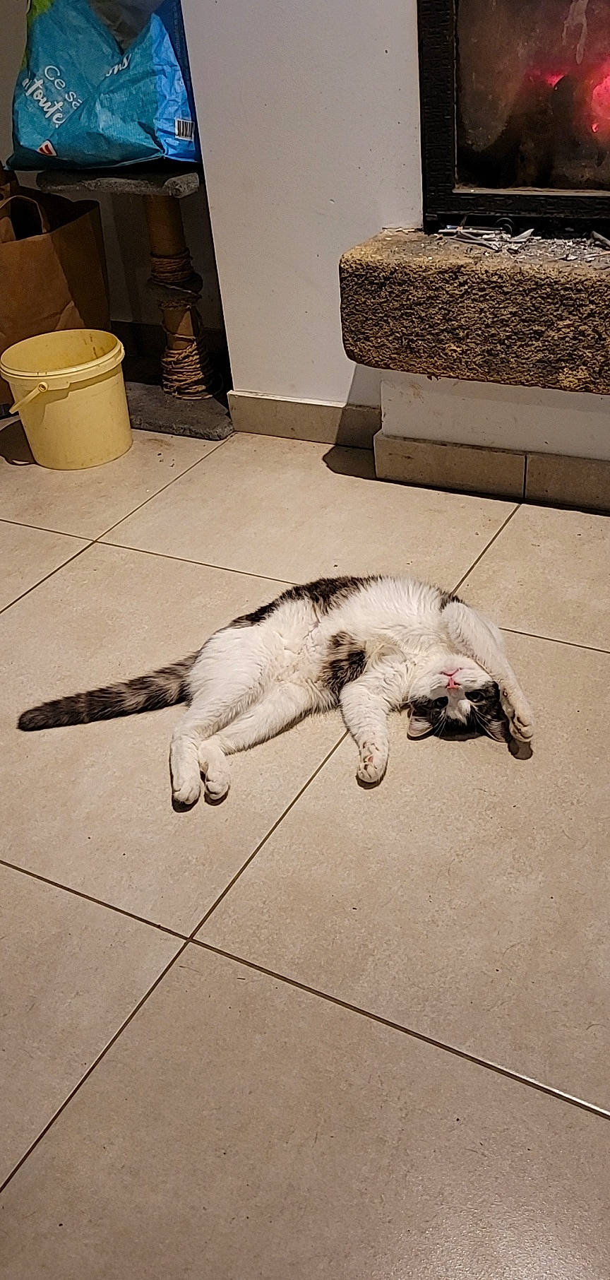 Titi a rejoint le concours — aidez-le/la à gagner de superbes lots ! carnivore, carpet, cat, comfort, companion_dog, couch, dog_breed, domestic_short_haired_cat, felidae, floor, flooring, fur, grey, hardwood, paper_towel, room, small_to_medium_sized_cats, tail, whiskers, wood