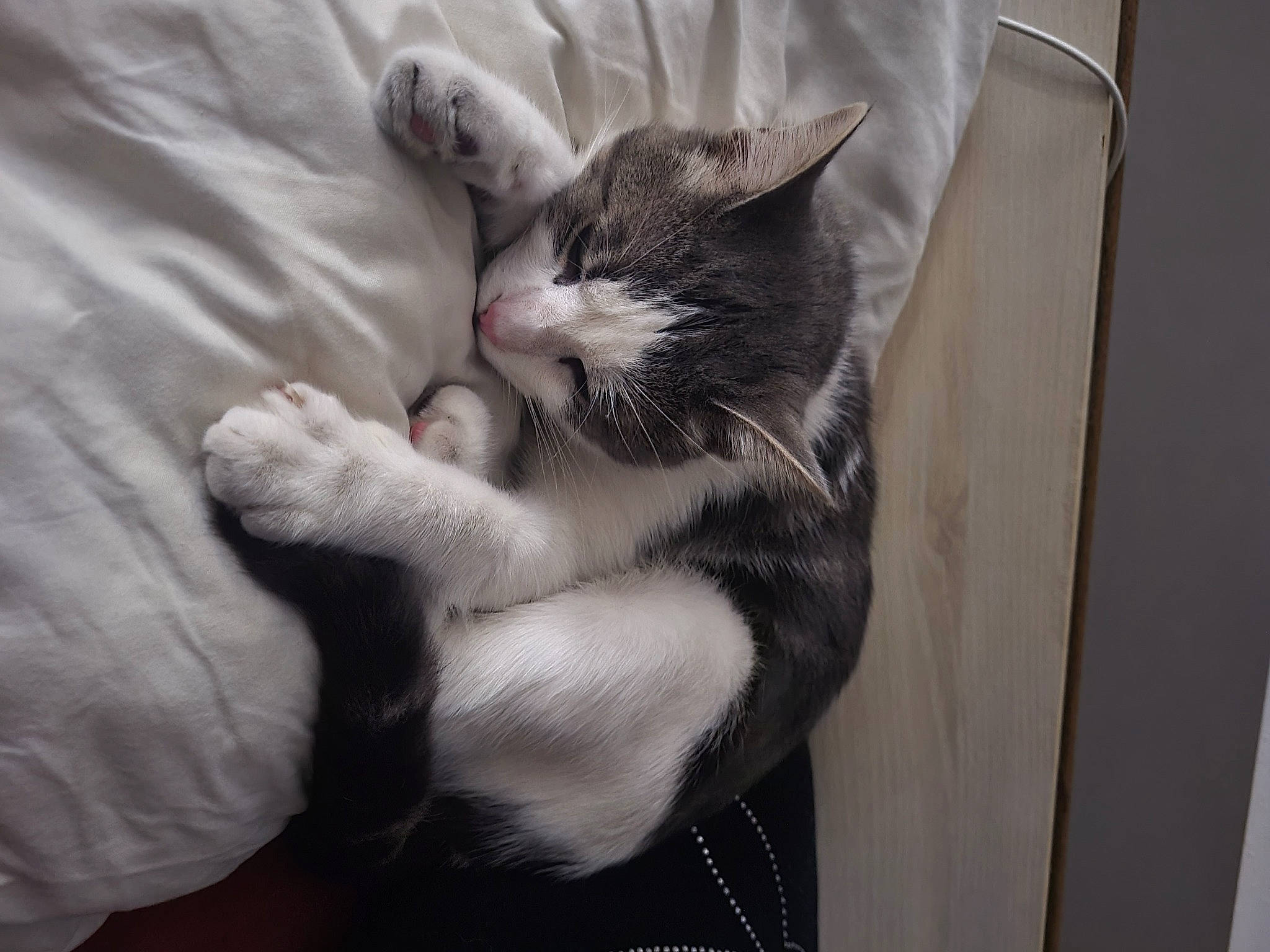 Titi a rejoint le concours — aidez-le/la à gagner de superbes lots ! carnivore, cat, claw, comfort, domestic_short_haired_cat, felidae, foot, fur, gesture, grey, human_leg, linens, nail, nap, paw, small_to_medium_sized_cats, snout, tail, thigh, whiskers