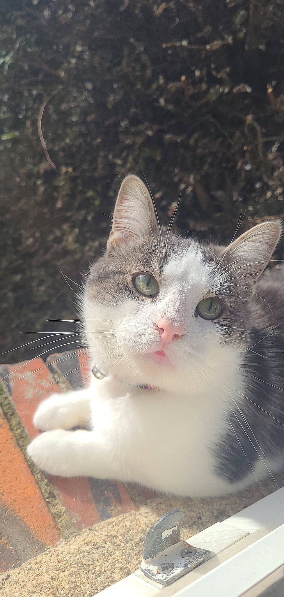 Titi a rejoint le concours — aidez-le/la à gagner de superbes lots ! carnivore, cat, domestic_short_haired_cat, felidae, fur, grass, paw, plant, sitting, small_to_medium_sized_cats, snout, tail, tree, whiskers