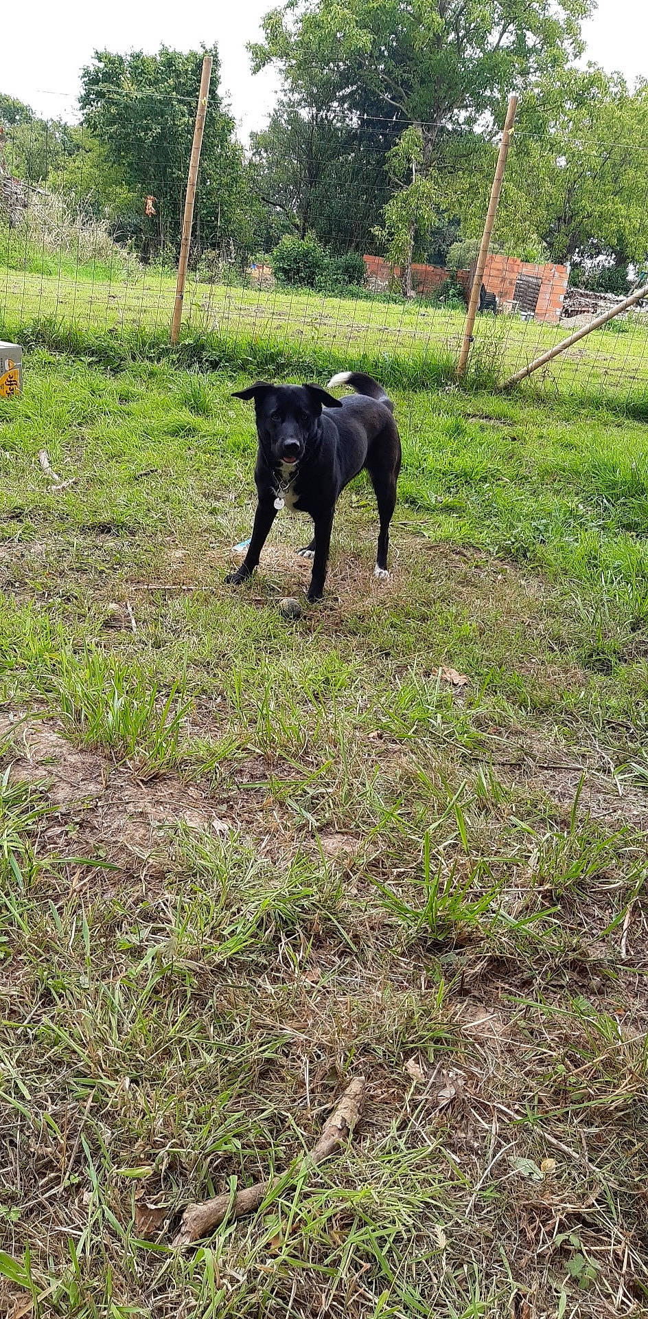 Nala a rejoint le concours — aidez-le/la à gagner de superbes lots ! canidae, carnivore, dog, dog_breed, grass, hunting_dog, non_sporting_group, pasture, patterdale_terrier, sporting_group, tail