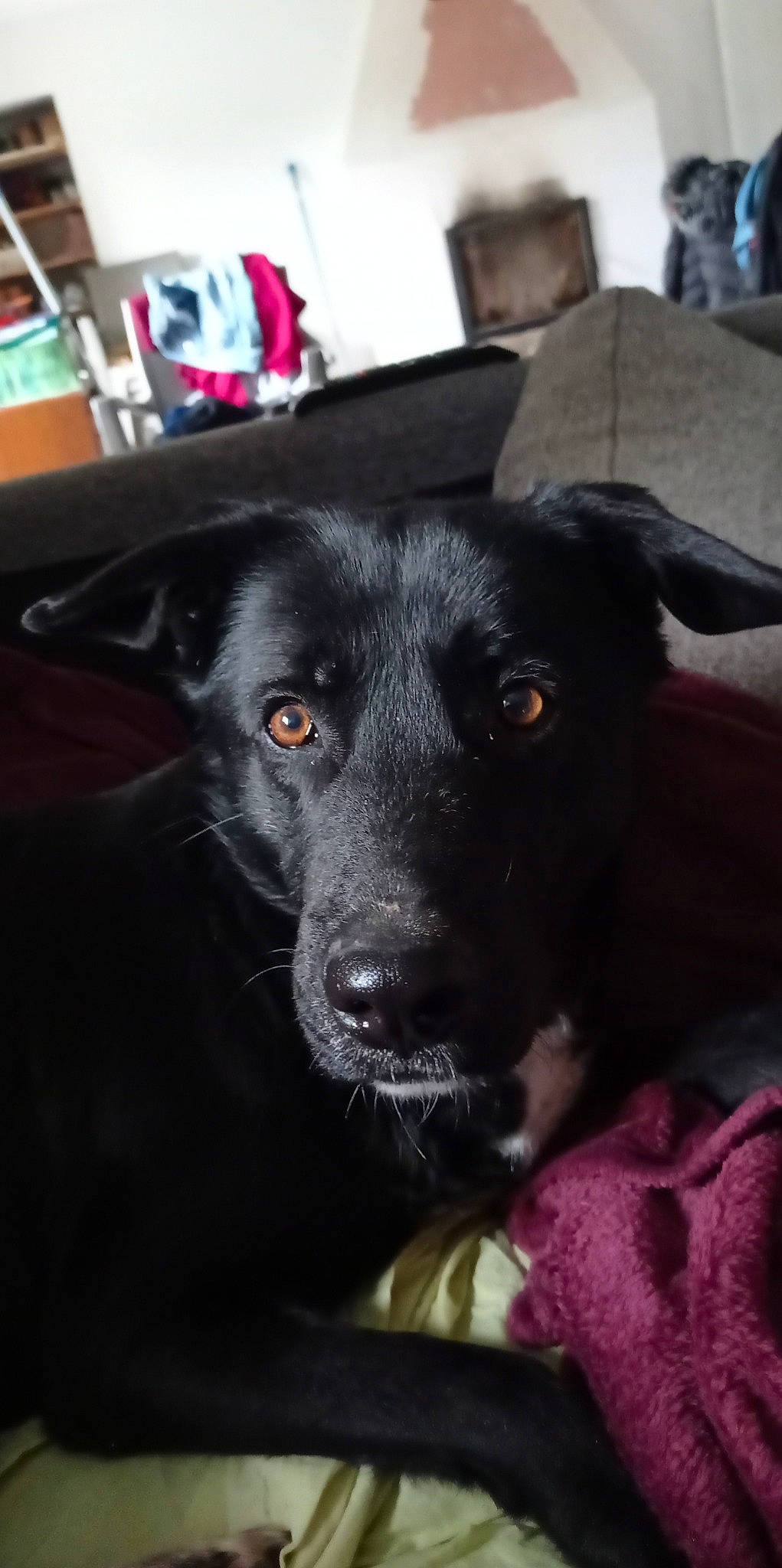 Nala participe au concours pour gagner de l'argent avec cette photo : borador, canidae, carnivore, companion_dog, dog, dog_breed, fur, snout, sporting_group, whiskers, working_animal