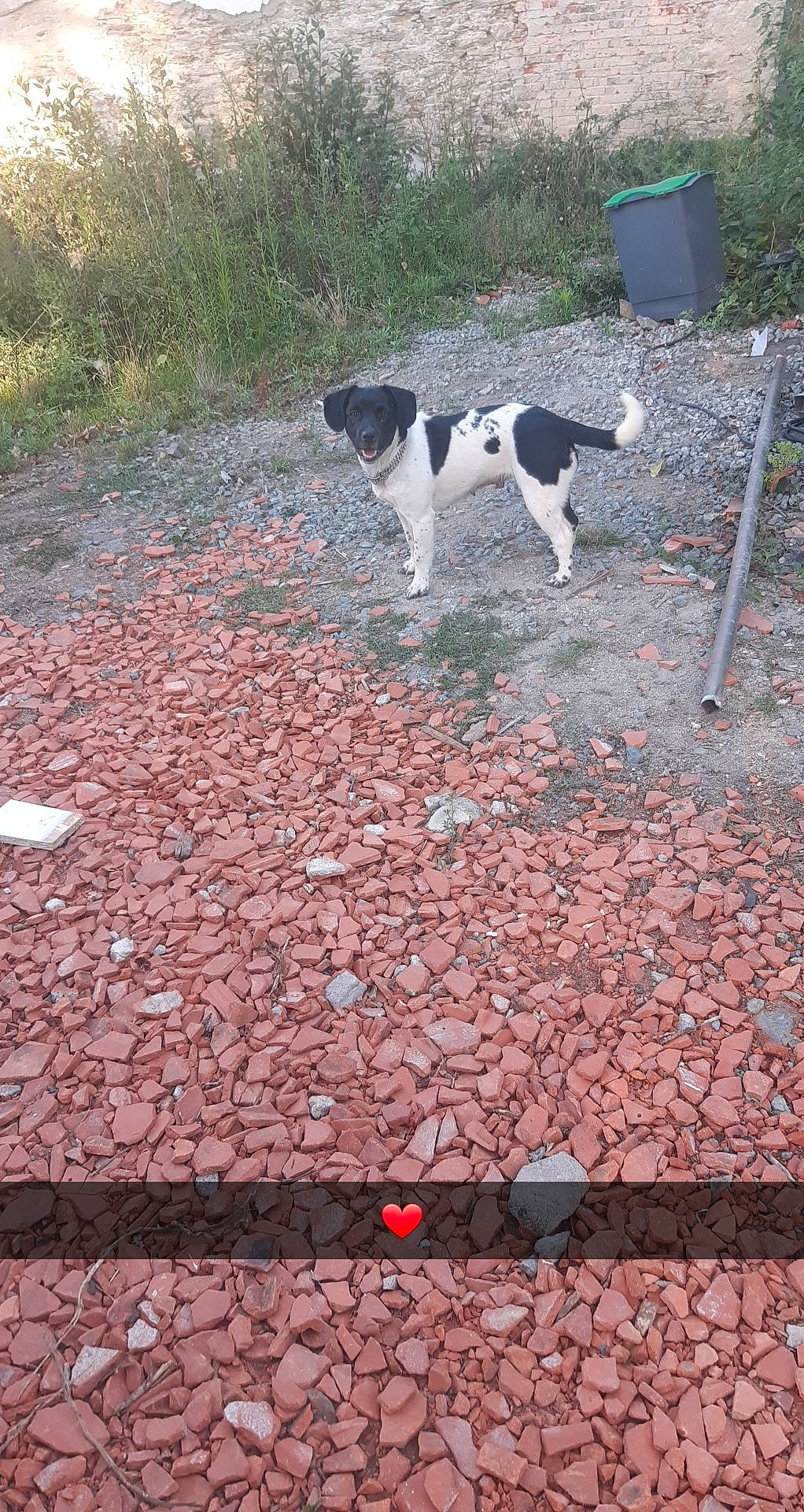 Keyla participe au concours pour gagner de l'argent avec cette photo : braque_dauvergne, canidae, carnivore, dog, dog_breed, hunting_dog, pointer, pointing_breed, smooth_fox_terrier, sporting_group, stabyhoun, tail