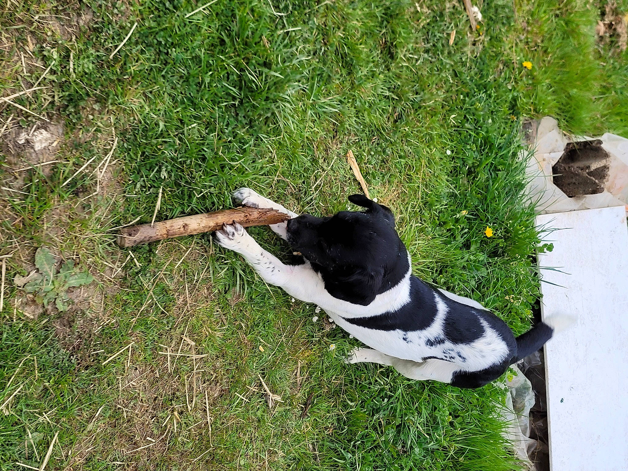 Keyla a rejoint le concours — aidez-le/la à gagner de superbes lots ! art, canidae, carnivore, companion_dog, dog, dog_breed, dog_collar, fawn, grass, grass_family, grassland, groundcover, non_sporting_group, pasture, plant, shrub, sporting_group, tail, terrestrial_animal, working_animal