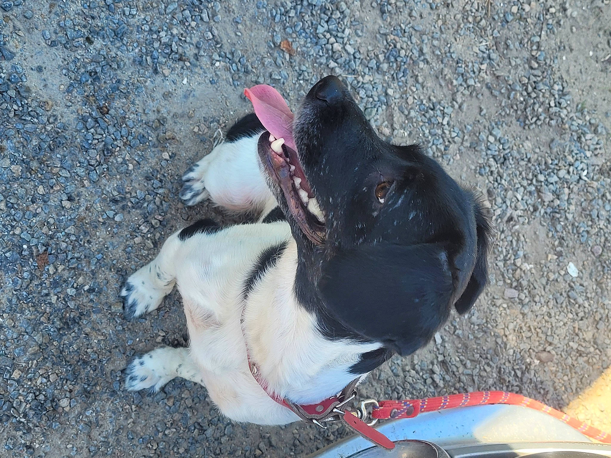 Keyla a rejoint le concours — aidez-le/la à gagner de superbes lots ! asphalt, canidae, carmine, carnivore, collar, companion_dog, dog, dog_breed, dog_collar, fawn, fur, leash, non_sporting_group, paw, road_surface, snout, soil, sporting_group, tail, working_animal