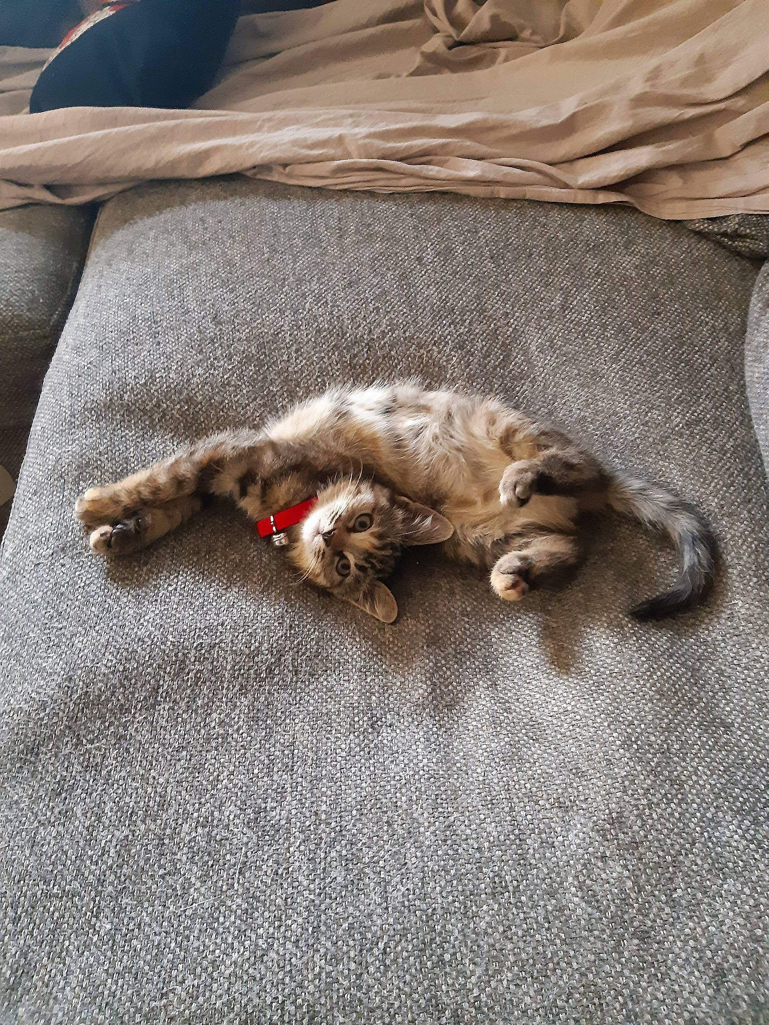 Princesse participe au concours pour gagner de l'argent avec cette photo : beige, carnivore, cat, claw, european_shorthair, fawn, felidae, fur, kitten, nap, paw, puppy, sleep, small_to_medium_sized_cats, tabby_cat, tail