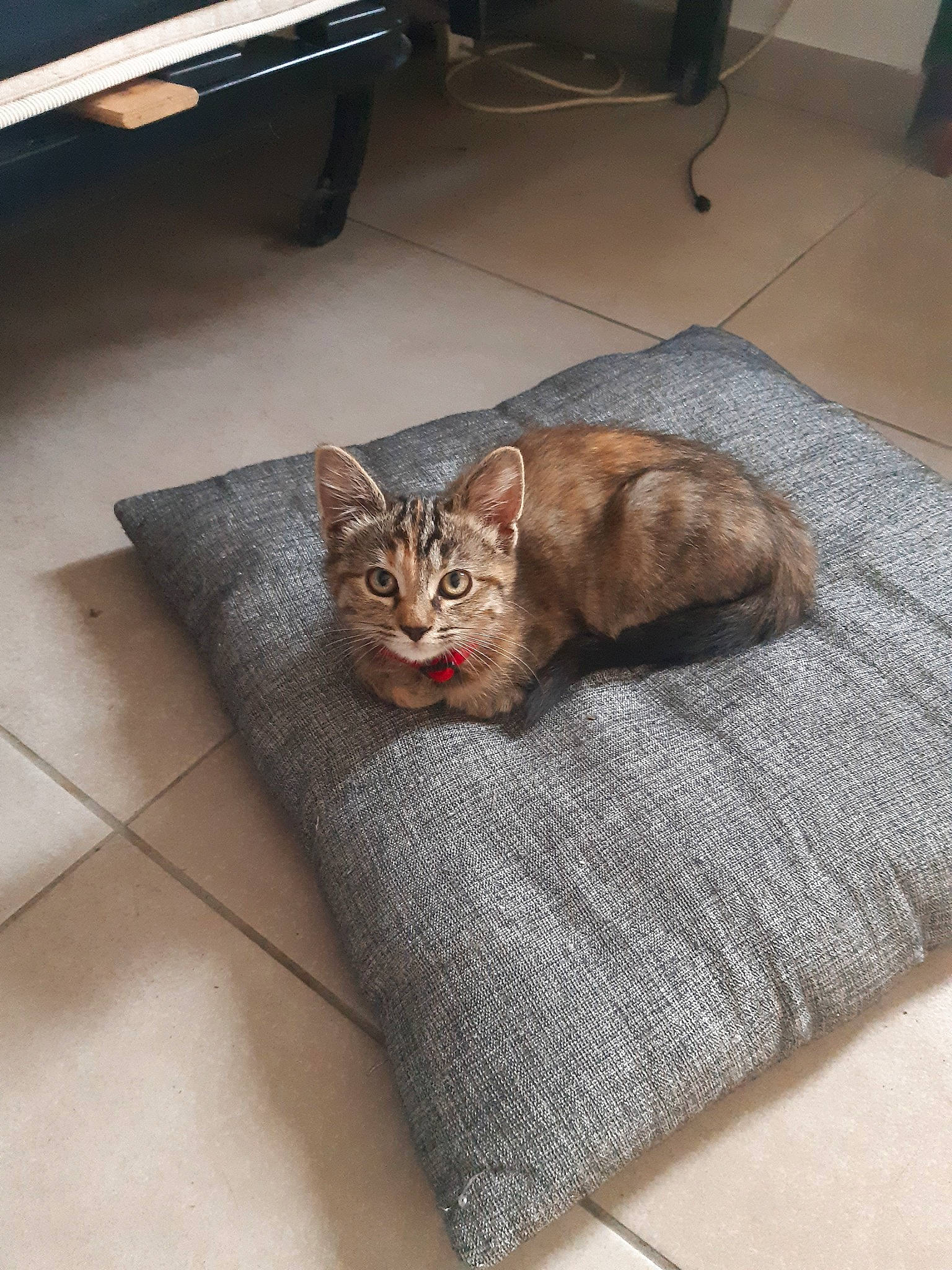 Princesse a rejoint le concours — aidez-le/la à gagner de superbes lots ! american_shorthair, asian, carnivore, cat, cat_bed, domestic_short_haired_cat, dragon_li, european_shorthair, fawn, felidae, floor, flooring, fur, kitten, paw, small_to_medium_sized_cats, tabby_cat, whiskers