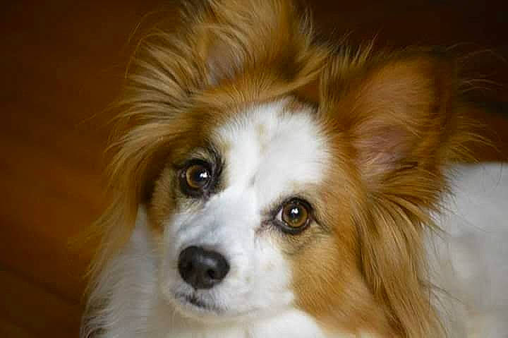 Bella is registered to the contest to win money with this photo: australian_shepherd, canidae, carnivore, companion_dog, dog, dog_breed, eye, fawn, fur, herding_dog, iris, liver, snout, sporting_group, terrestrial_animal, toy_dog, whiskers, working_animal, working_dog