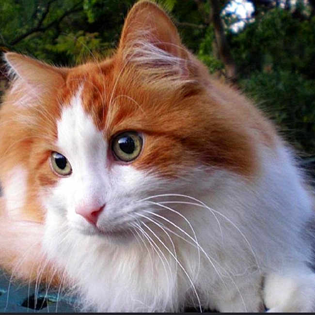 Cali participe au concours pour gagner de l'argent avec cette photo : animal, cat, close_up, feline, fluffy, fur, garden, green_eyes, long_hair, looking_at_camera, natural_light, orange_cat, outdoor, pet, pink_nose, portrait, relaxed, seated, whiskers, white_cat