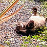 cat, tabby_cat, lying_down, gravel, outdoor, plants, flowers, sunlight, relaxed, fluffy, nature, greenery, purple_flowers, pet, animal, fur, playful, ground, tail, whiskers