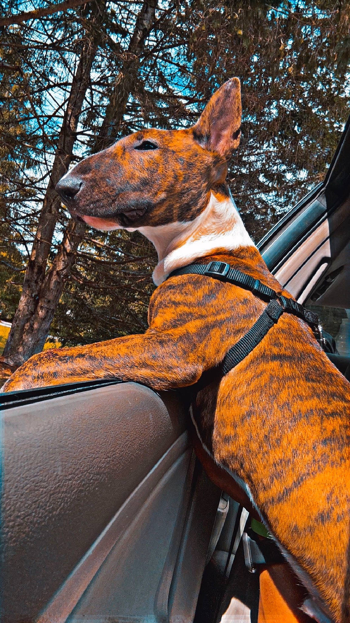 Niko joined the competition — help win amazing prizes! automotive_exterior, automotive_lighting, car, carnivore, dog, dog_breed, fawn, hat, hood, motor_vehicle, plant, sky, snout, tints_and_shades, tree, trunk, vehicle, vehicle_door, window, wood