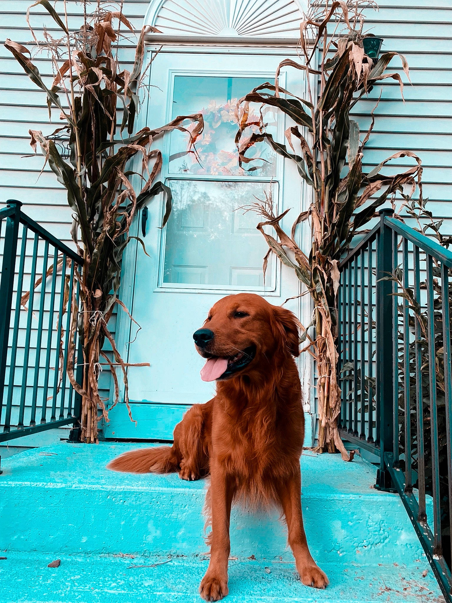 Maximus is registered to the contest to win money with this photo: azure, blue, carnivore, companion_dog, dog, dog_breed, door, fawn, flooring, green, house, leisure, liver, plant, snout, sporting_group, tree, trunk, twig, wood