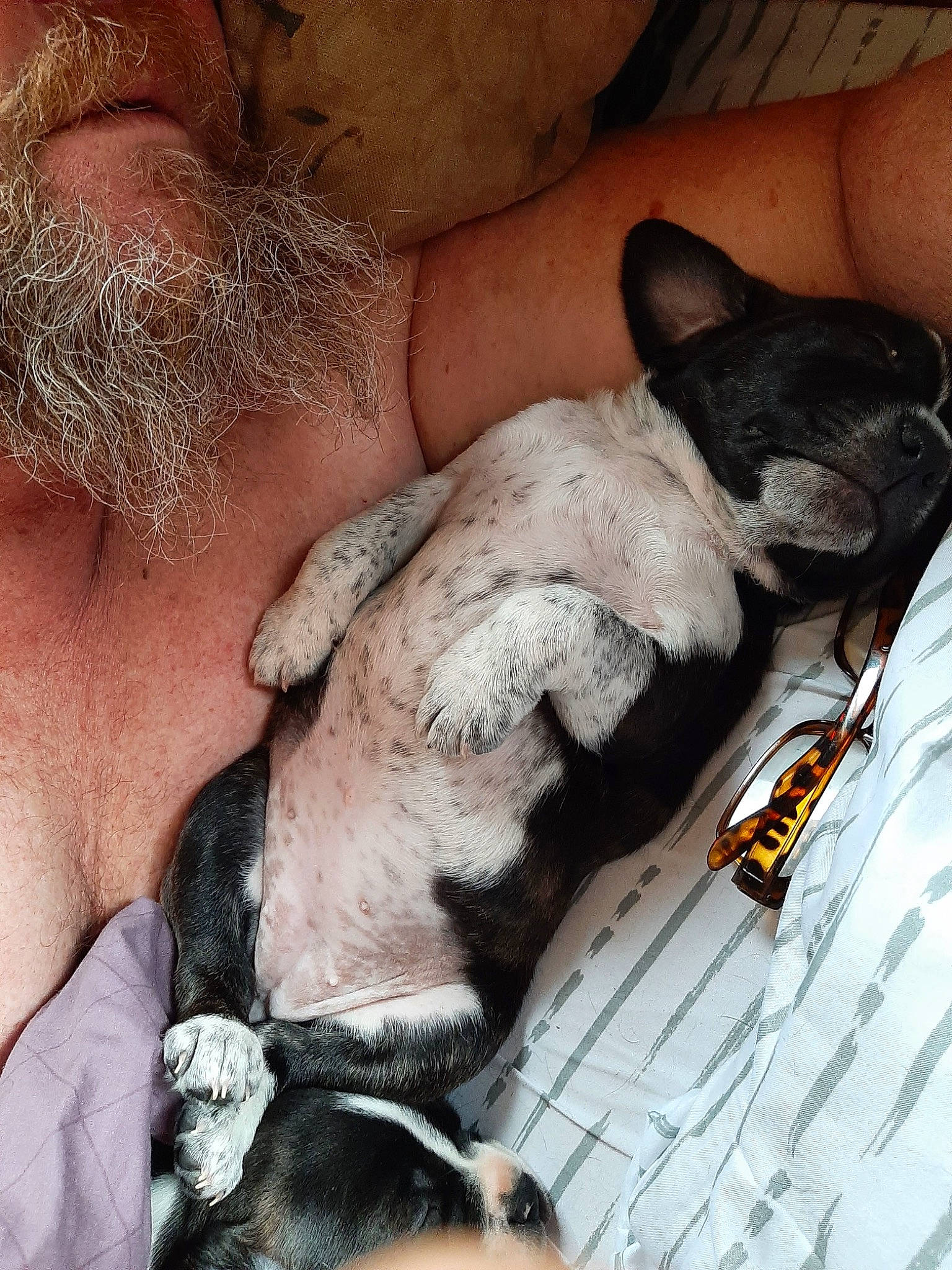 Beethoven is registered to the contest to win money with this photo: canidae, carnivore, comfort, companion_dog, dog, dog_breed, ear, fawn, felidae, fur, human_leg, nap, paw, snout, sporting_group, thigh, toy_dog, whiskers, working_animal, wrinkle