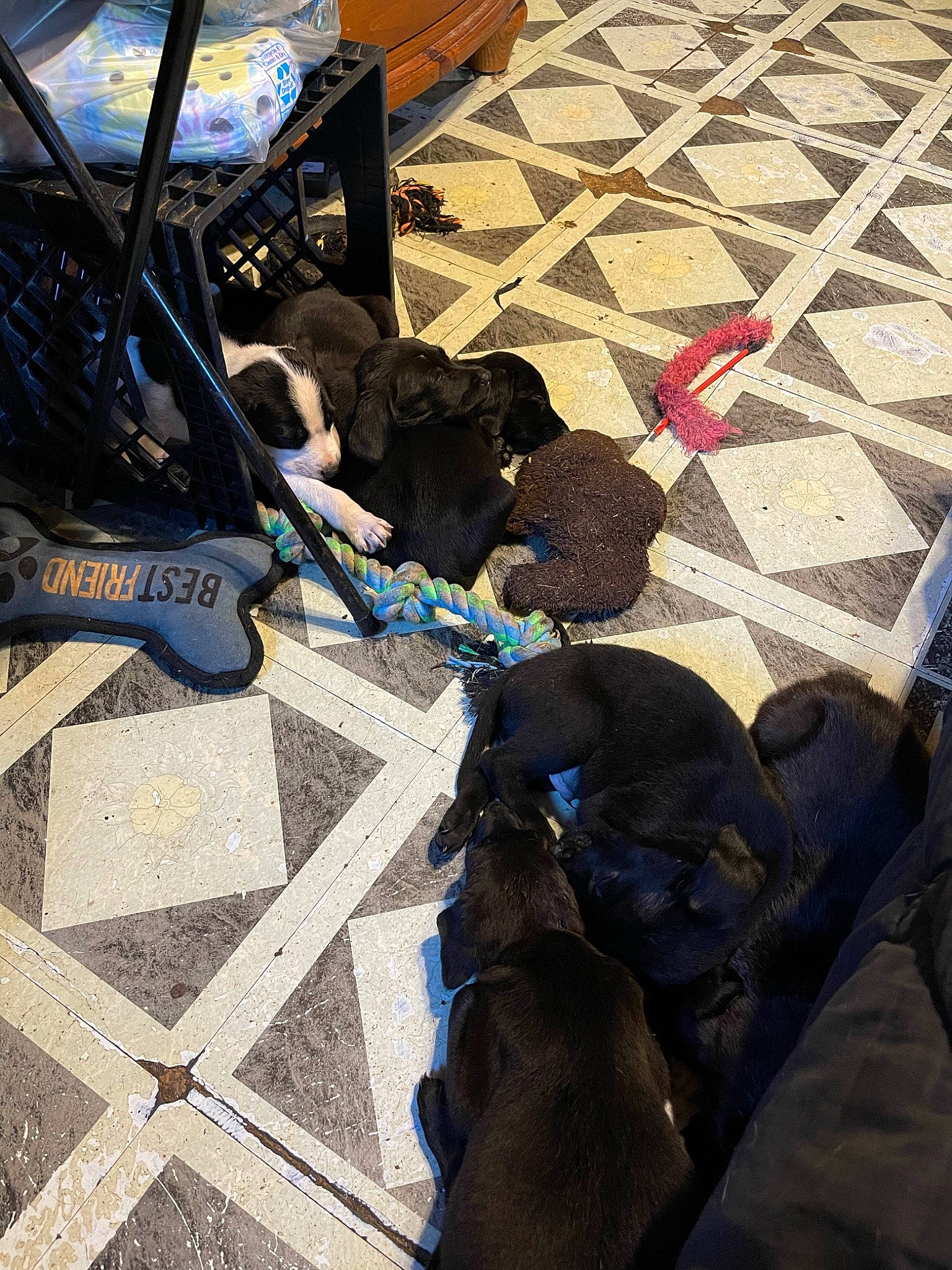 Beethoven joined the competition — help win amazing prizes! asphalt, automotive_tire, black, city, electric_blue, flooring, hood, human_leg, light, line, pattern, pedestrian, recreation, road, road_surface, shadow, sidewalk, snapshot, street, tints_and_shades