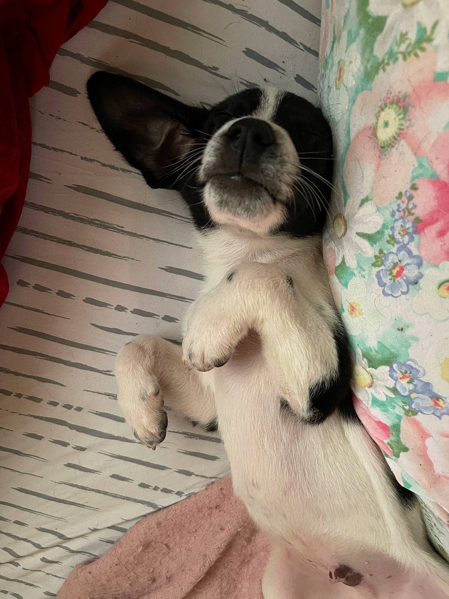 Beethoven is registered to the contest to win money with this photo: canidae, carnivore, comfort, companion_dog, dog, dog_breed, fawn, felidae, foot, fur, hardwood, paw, snout, sporting_group, tail, terrestrial_animal, toy_dog, whiskers, wood, working_animal