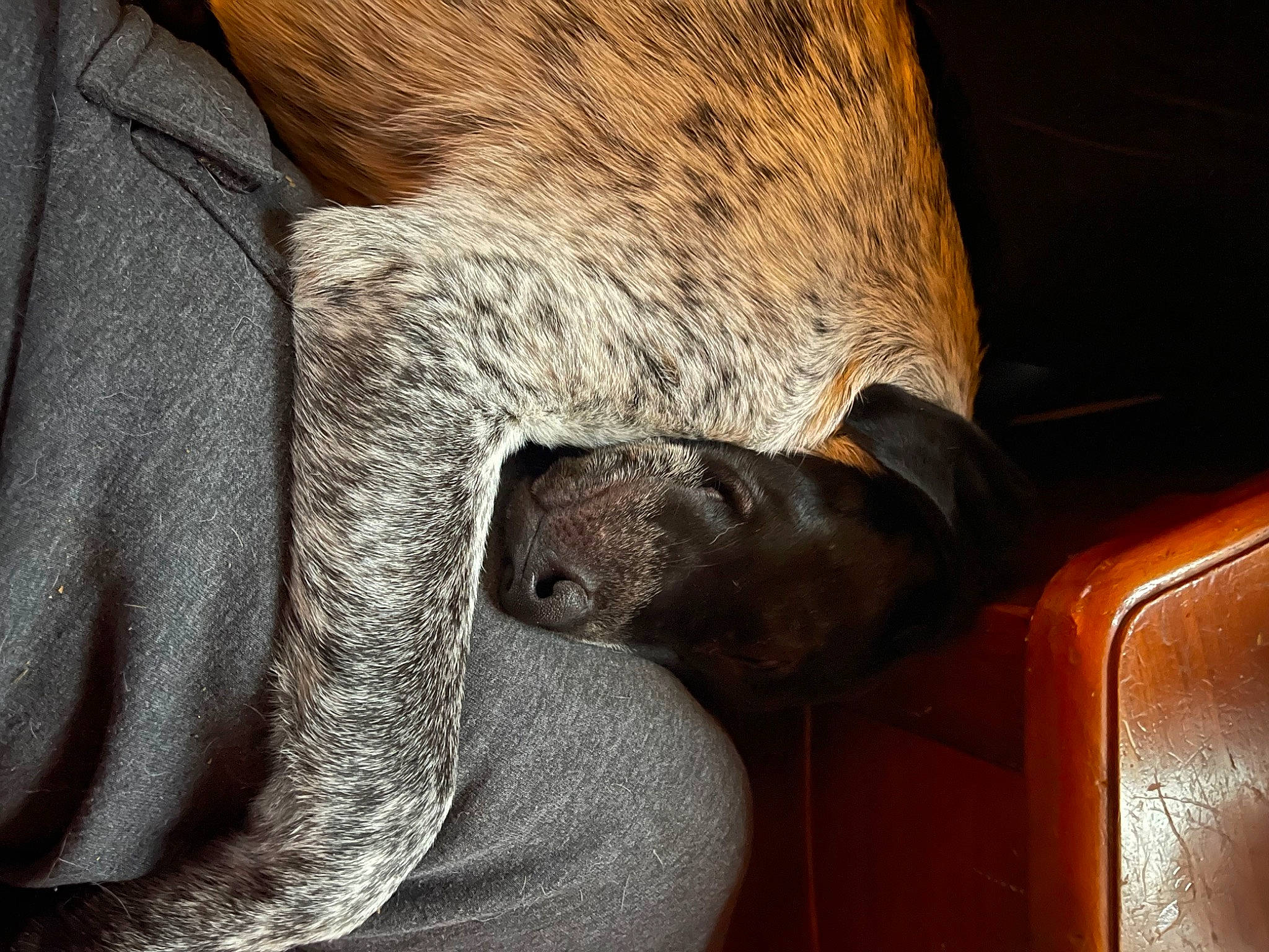 Cooper joined the competition — help win amazing prizes! brown, carnivore, comfort, fawn, fur, hardwood, human_leg, liver, metal, natural_material, room, snout, sporting_group, terrestrial_animal, tints_and_shades, varnish, wood, wood_stain, working_animal, wrinkle