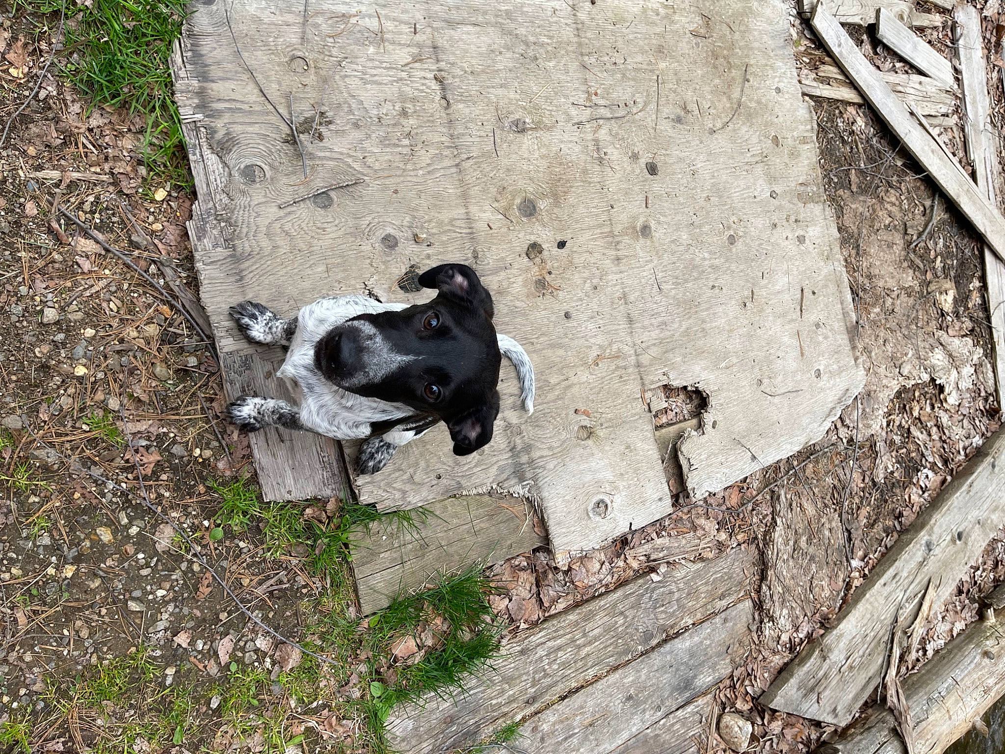 Cooper joined the competition — help win amazing prizes! asphalt, auto_part, canidae, carmine, carnivore, companion_dog, concrete, dog, dog_breed, grass, non_sporting_group, plant, road_surface, shadow, sidewalk, soil, sporting_group, tail, wood, working_animal