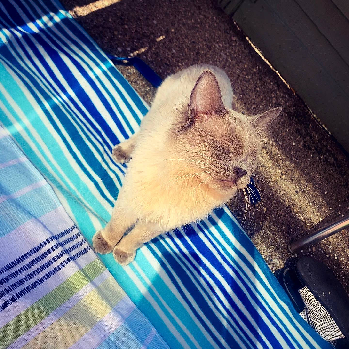 Egg joined the competition — help win amazing prizes! carnivore, cat, fawn, felidae, fur, mammal, rodent, sky, small_to_medium_sized_cats, tonkinese, whiskers