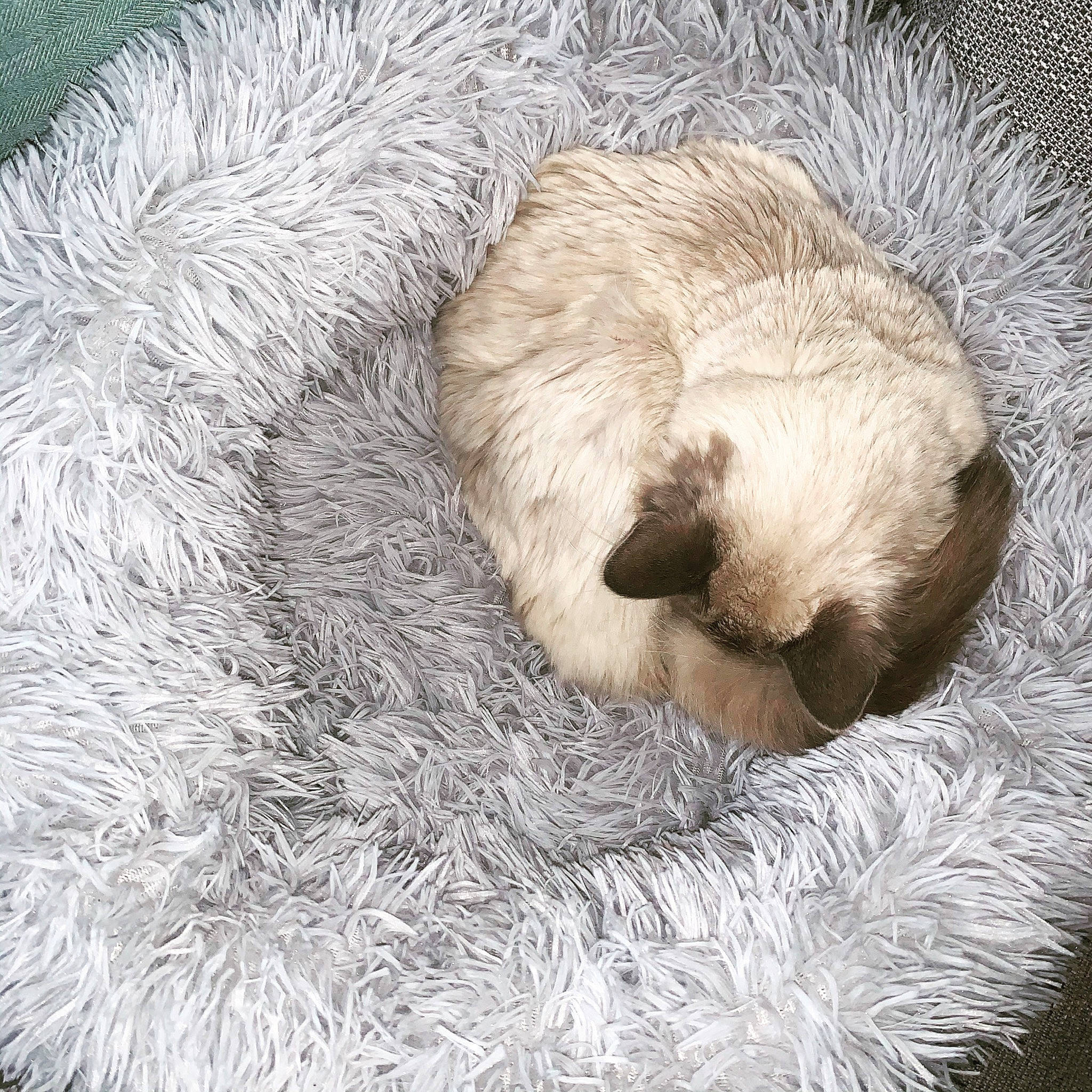 Egg joined the competition — help win amazing prizes! canidae, carnivore, cat, fawn, felidae, fur, nap, paw, puppy, sleep, small_to_medium_sized_cats