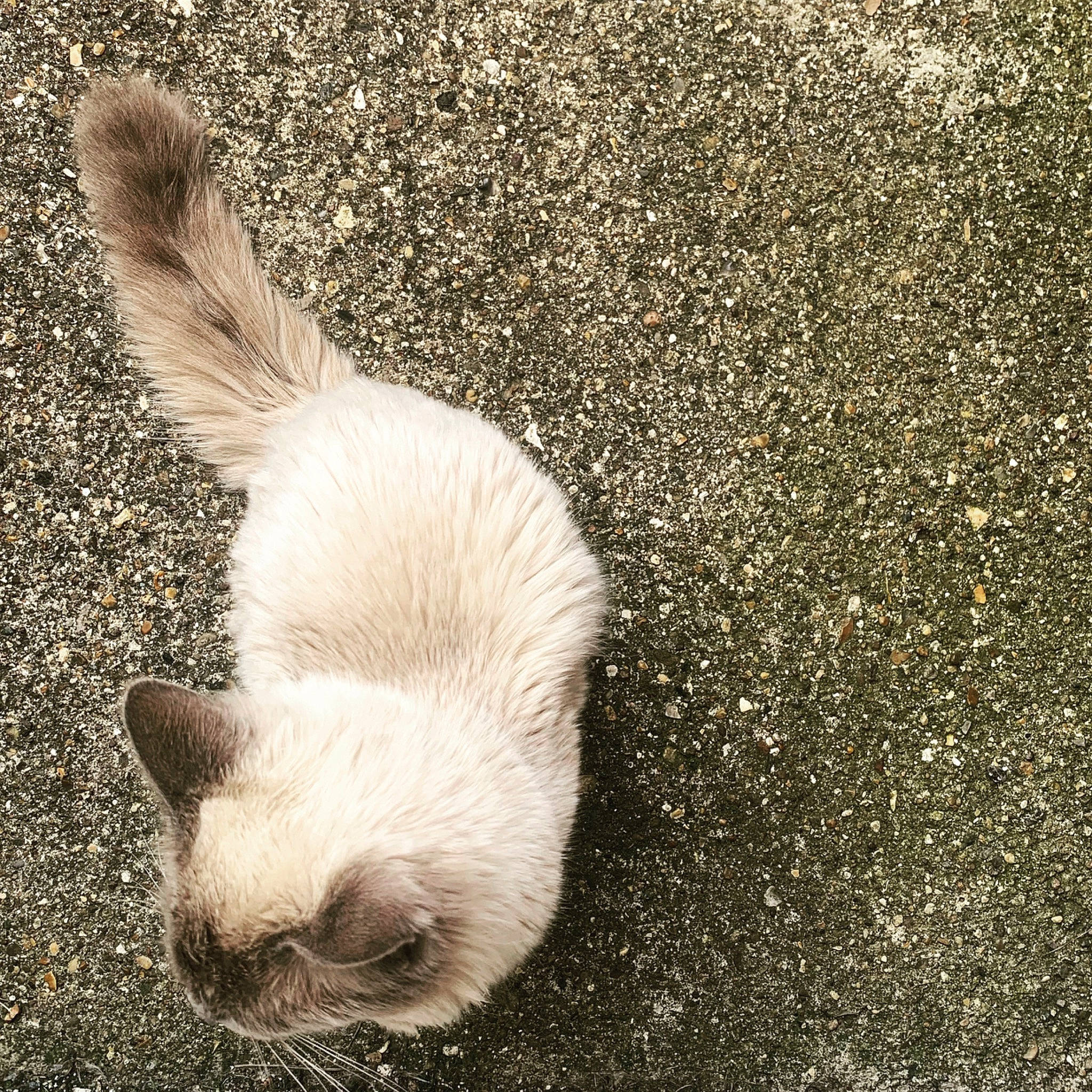 Egg is registered to the contest to win money with this photo: asian, carnivore, cat, ear, eye, felidae, fur, kitten, mammal, organism, paw, photography, polydactyl_cat, sand, small_to_medium_sized_cats, snout, tail, whiskers