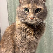Bella is registered to the contest to win money with this photo: cat, feline, pet, fluffy, sitting, collar, bell, portrait, indoor, curious, whiskers, ears, fur, table, closeup, animal, domestic, cute, looking, green_background