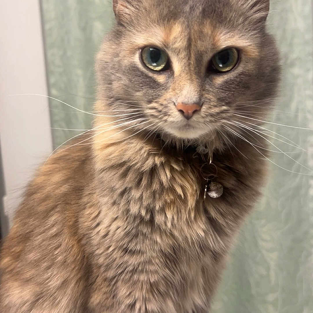 Bella