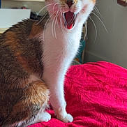 Bing Bing joined the competition — help win amazing prizes! cat, animal, pet, feline, yawning, indoor, bed, blanket, red, fur, whiskers, ears, sitting, mouth_open, cute, domestic, cozy, shelf, background, household