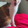 cat, animal, pet, feline, yawning, indoor, bed, blanket, red, fur, whiskers, ears, sitting, mouth_open, cute, domestic, cozy, shelf, background, household