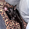 cat, black_cat, sleeping, leopard_print, blanket, cozy, resting, feline, pet, fur, animal, cute, domestic_animal, whiskers, ear, close_up, soft, comfort, nap, indoor