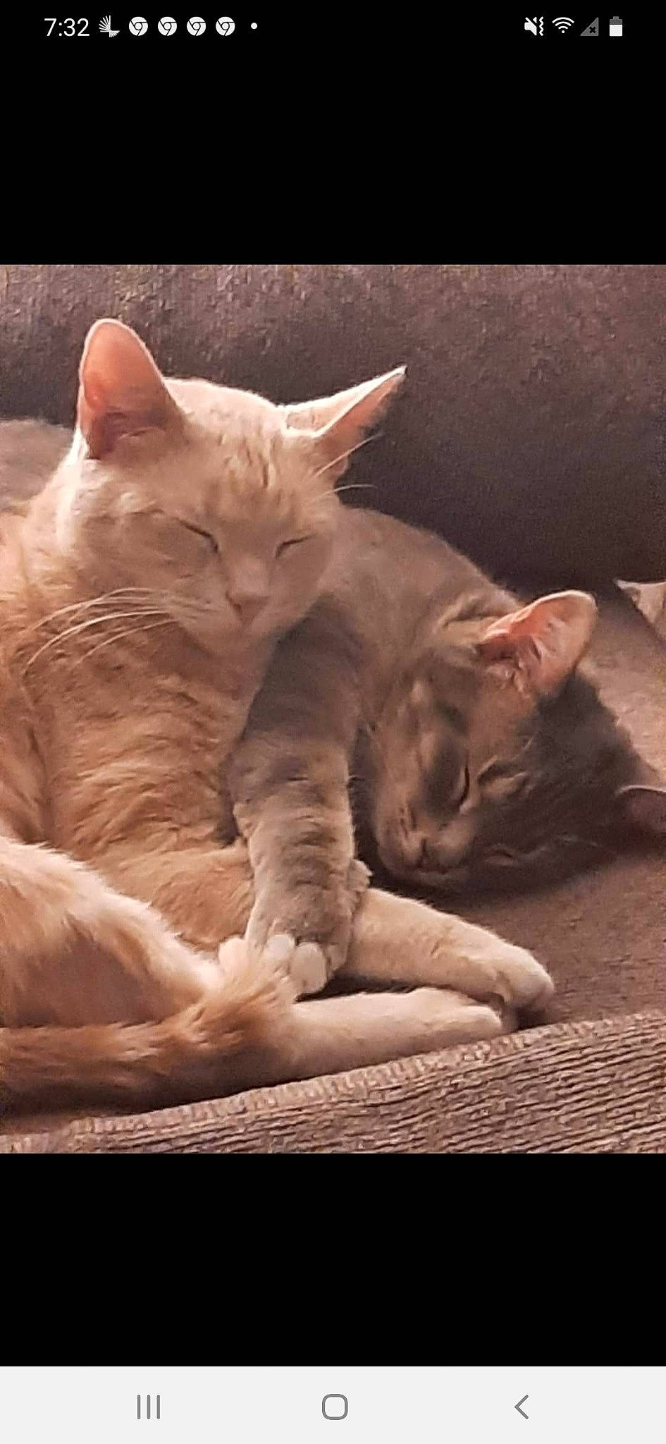 Yoda And And Princess