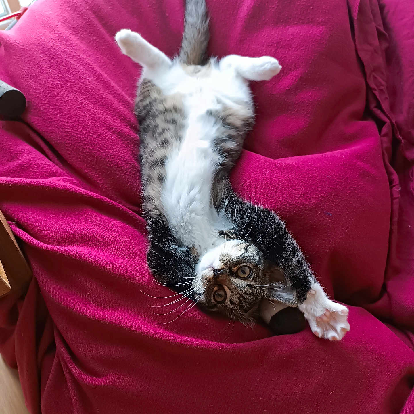 Pablo participe au concours pour gagner de l'argent avec cette photo : abyssinian, animal, architecture, armchair, beanbag, blanket, building, cat, chair, couch, cushion, furniture, homedecor, indoors, kitten, livingroom, manx, person, pet, sleeping