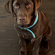 Moose joined the competition — help win amazing prizes! animal, blue_collar, brown_dog, canine, collar, cute, dog, domestic_animal, ears, fur, indoor, labrador, looking_up, nose, paw, pet, puppy, sitting, wooden_floor, young_dog