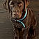 Moose