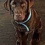 animal, blue_collar, brown_dog, canine, collar, cute, dog, domestic_animal, ears, fur, indoor, labrador, looking_up, nose, paw, pet, puppy, sitting, wooden_floor, young_dog