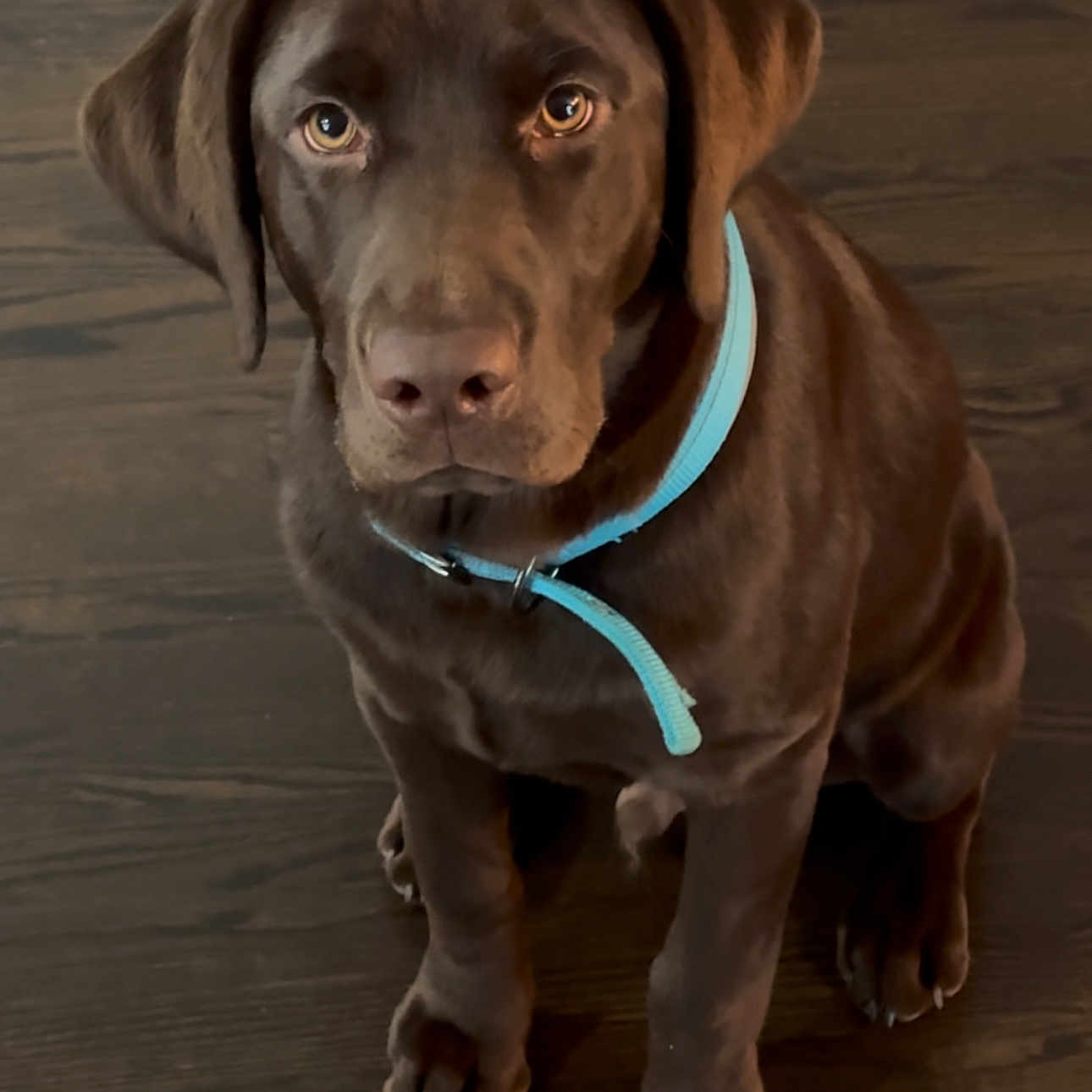 Moose joined the competition — help win amazing prizes! animal, blue_collar, brown_dog, canine, collar, cute, dog, domestic_animal, ears, fur, indoor, labrador, looking_up, nose, paw, pet, puppy, sitting, wooden_floor, young_dog