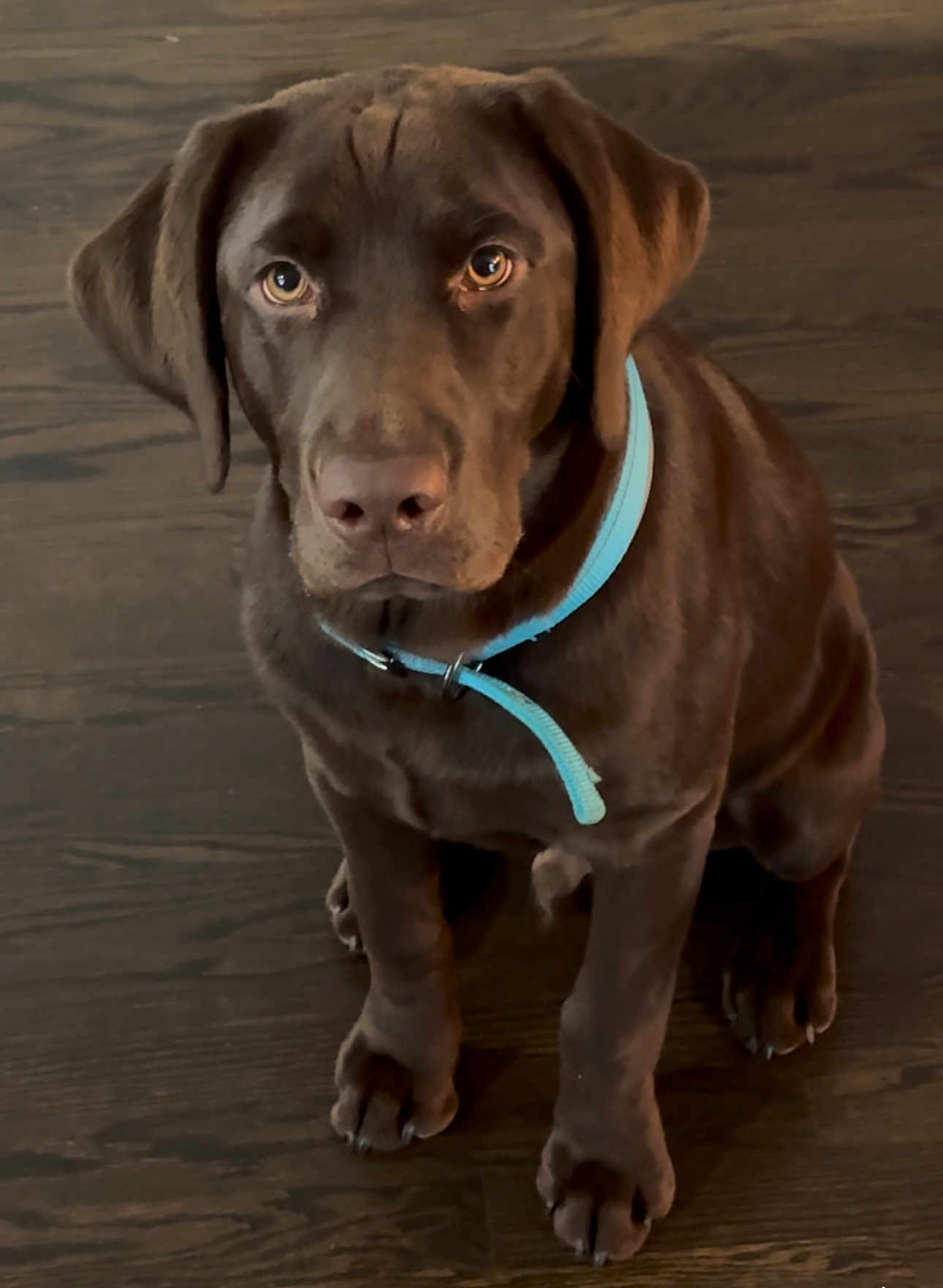 Moose