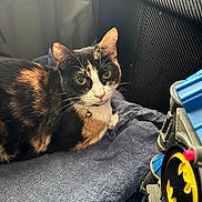 Jasmine Montejano joined the competition — help win amazing prizes! animal, batman_logo, black, calico_cat, cat, closeup, collar, curious, feline, indoor, orange, pet, plastic, playful, resting, soft_texture, towel, toy, white, yellow