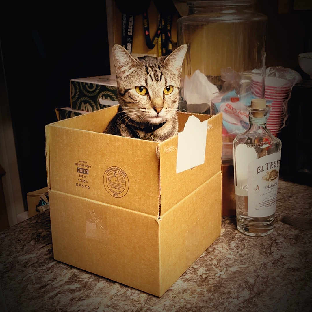 Tigger Montejano is registered to the contest to win money with this photo: alert, animal, bottle, box, cardboard_box, cat, container, curious, domestic_cat, ears, eyes, feline, fur, household_items, indoor, kitchen_counter, pet, sitting, tabby_cat, whiskers