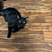 Smokey Montejano is registered to the contest to win money with this photo: animal, bell, black_cat, cat, collar, companion, curious, cute, domestic_animal, ears, feline, floor, green_eyes, house_pet, indoor, looking_up, lying_down, pet, whiskers, wooden_floor