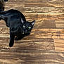 animal, bell, black_cat, cat, collar, companion, curious, cute, domestic_animal, ears, feline, floor, green_eyes, house_pet, indoor, looking_up, lying_down, pet, whiskers, wooden_floor