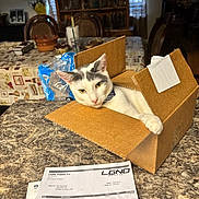 Dusty Montejano is registered to the contest to win money with this photo: animal, box, cardboard_box, cat, countertop, curious, dining_room, domestic_animal, feline, furniture, gray_cat, household_item, indoor, kitchen, looking, pet, relaxed, table, tablecloth, white_cat
