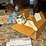 animal, box, cardboard_box, cat, countertop, curious, dining_room, domestic_animal, feline, furniture, gray_cat, household_item, indoor, kitchen, looking, pet, relaxed, table, tablecloth, white_cat