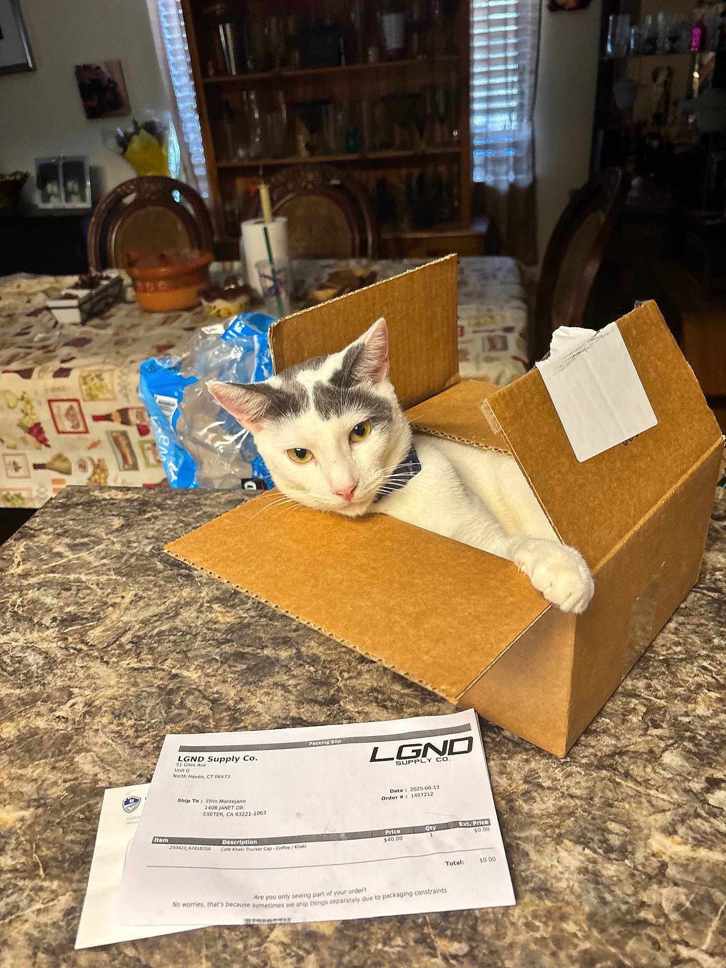 Dusty Montejano is registered to the contest to win money with this photo: animal, box, cardboard_box, cat, countertop, curious, dining_room, domestic_animal, feline, furniture, gray_cat, household_item, indoor, kitchen, looking, pet, relaxed, table, tablecloth, white_cat