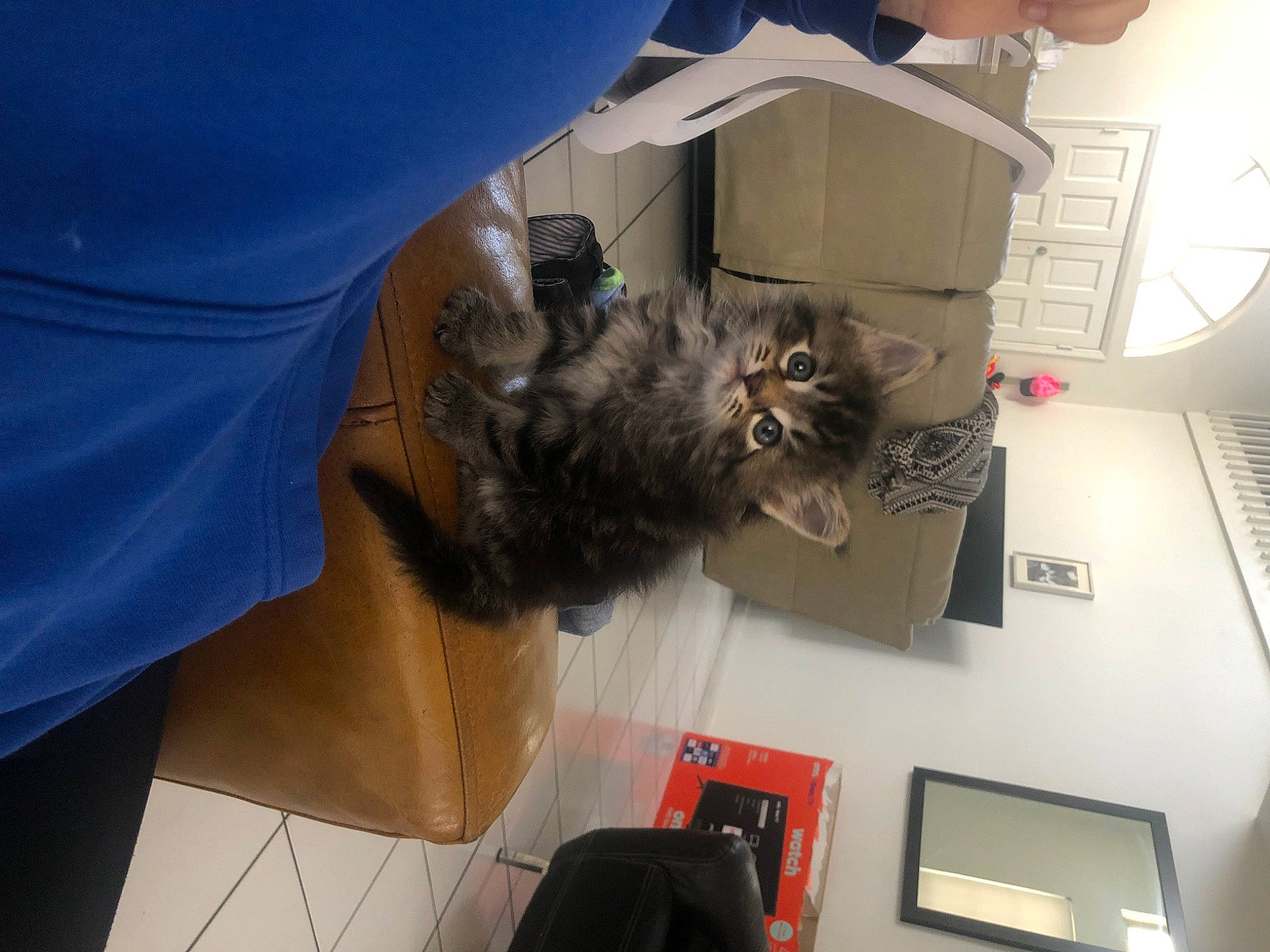 Munchkin joined the competition — help win amazing prizes! box, cardboard, carnivore, cat, chair, comfort, domestic_short_haired_cat, felidae, fur, paper, paper_product, room, service, shipping_box, small_to_medium_sized_cats, tail, whiskers